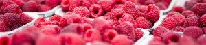 Erdbeeren Holzner - Unsere Beeren: frische Himbeeren direkt vom Feld