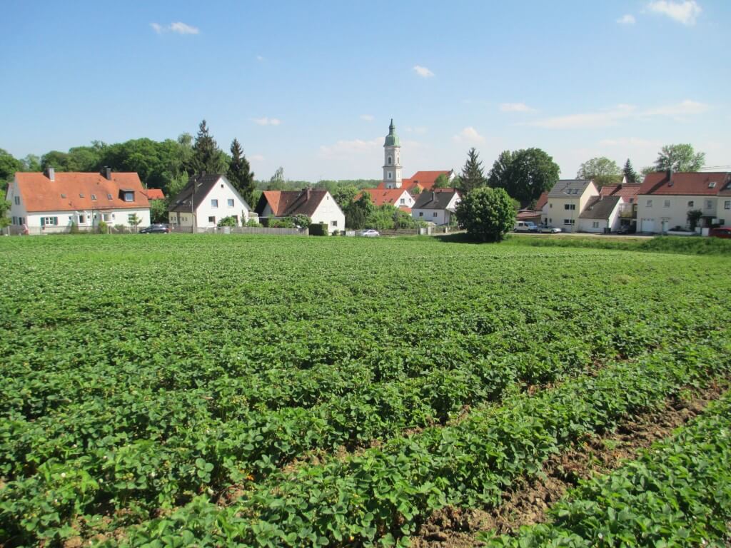 Unser Erdbeerfeld - Erdbeeren Holzner in Freising / Neustift