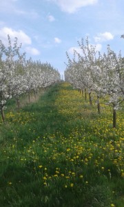 Erdbeeren Holzner - Kirschplantage Unterweilbach zwischen Hebertshausen und Röhrmoos - ehemals Frantz Erdbeeren
