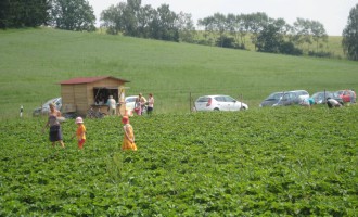 Erdbeeren Holzner - Erdbeerfeld Euernbach-Ansicht 2