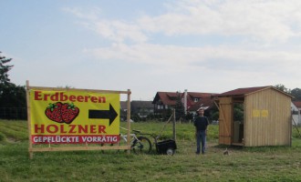 Erdbeerfeld Mainburg von Erdbeeren Holzner - Erdbeeren selbst pflücken bei Erdbeeren Holzner in Mainburg