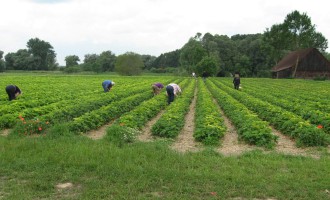 Erdbeerfeld Mossburg von Erdbeeren Holzner - Erdbeeren selbst pflücken bei Erdbeeren Holzner in Moosburg